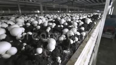 香碧桂农生产农场。 一排排的床。 山羊生长的蘑菇。 <strong>现代农业</strong>。